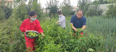 图为：大庆油田第七采油厂第二作业区注采3班党支部书记王振权（右1）跟员工一起采摘蔬菜。.jpg