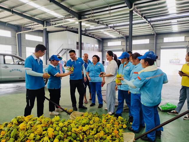 图：帮助客户抢收蔬菜。张继欢 摄影报道.jpg